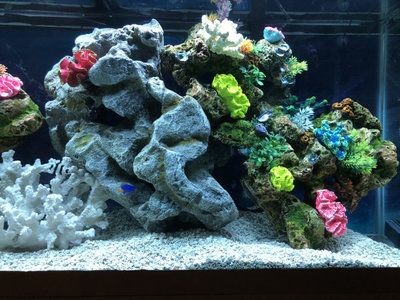 淡水魚缸養(yǎng)珊瑚能養(yǎng)珊瑚的注意事項(xiàng)和注意事項(xiàng)：淡水魚缸養(yǎng)珊瑚養(yǎng)殖珊瑚的注意事項(xiàng)和注意事項(xiàng)