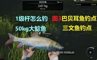 龍魚在哪里可以釣到：大理市鱒龍漁村三文魚養(yǎng)殖基地三文魚養(yǎng)殖基地