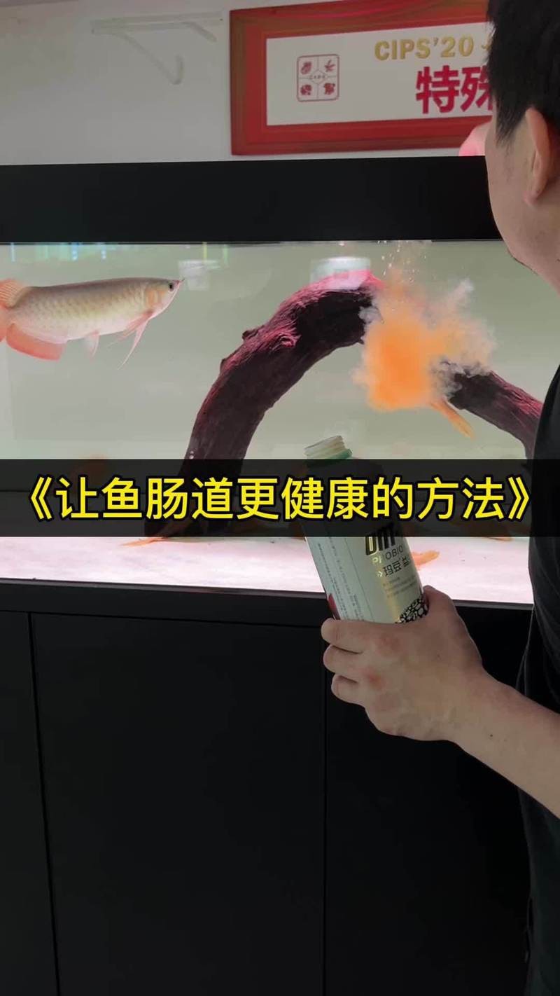 龍魚嚼碎了不吃吐出來