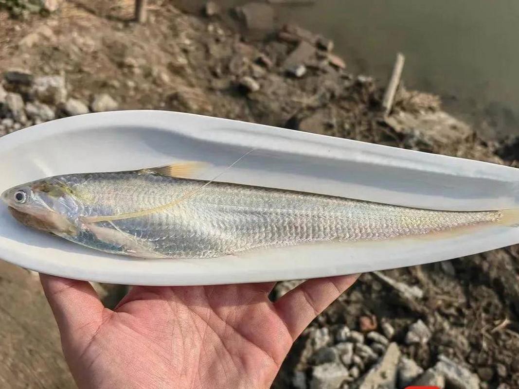 淡水刀魚圖片大全真實 淡水刀魚圖片大全真實 龍魚論壇 第9張