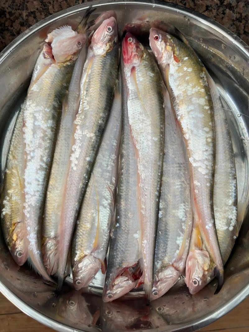 淡水刀魚圖片大全真實 淡水刀魚圖片大全真實 龍魚論壇 第6張