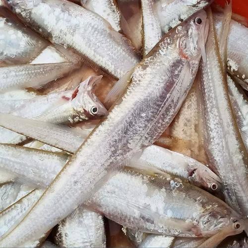 淡水刀魚圖片大全真實 淡水刀魚圖片大全真實 龍魚論壇 第11張