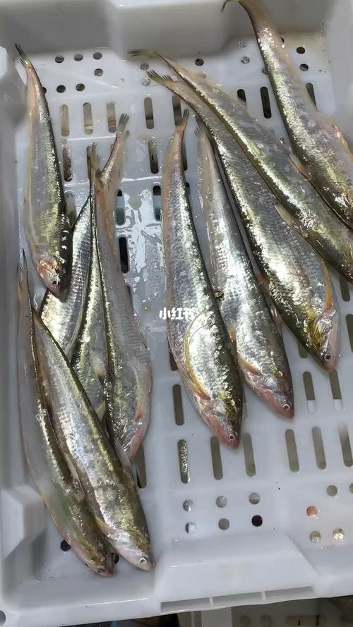 淡水刀魚圖片大全真實 淡水刀魚圖片大全真實 龍魚論壇 第14張