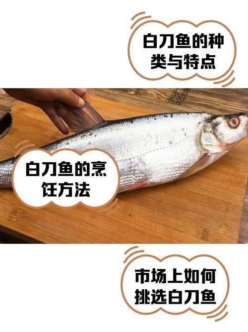 淡水刀魚圖片大全真實 淡水刀魚圖片大全真實 龍魚論壇 第13張