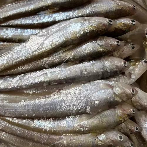 淡水刀魚圖片大全真實 淡水刀魚圖片大全真實 龍魚論壇 第17張