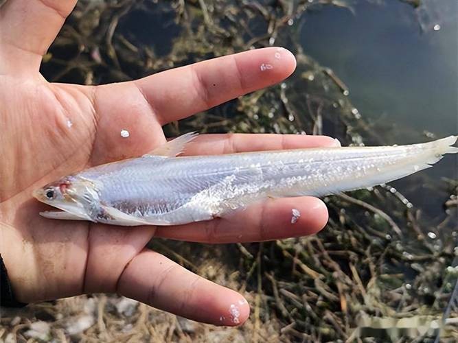 淡水刀魚圖片大全真實 淡水刀魚圖片大全真實 龍魚論壇 第16張