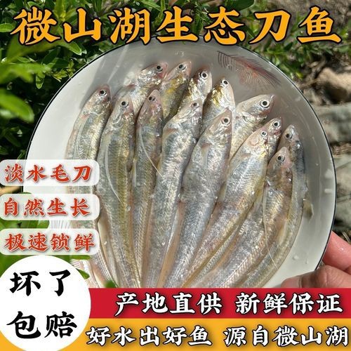 淡水刀魚圖片大全真實 淡水刀魚圖片大全真實 龍魚論壇 第26張