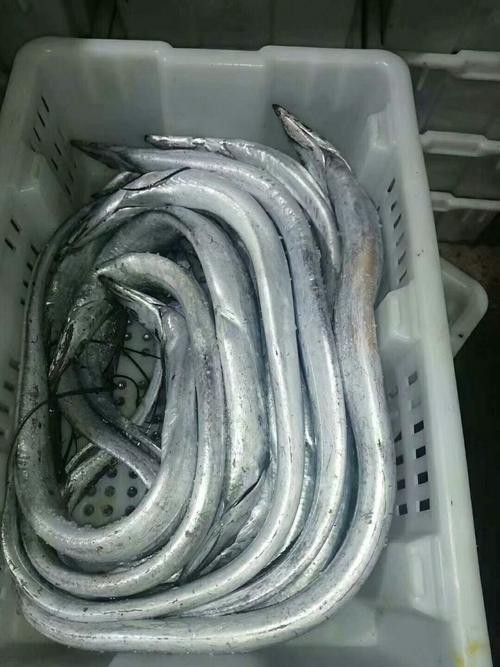 淡水刀魚圖片大全真實 淡水刀魚圖片大全真實 龍魚論壇 第24張