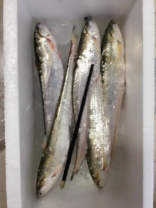 淡水刀魚圖片大全真實 淡水刀魚圖片大全真實 龍魚論壇 第22張