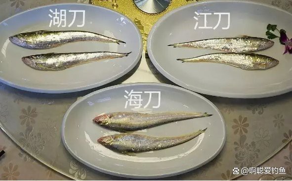 淡水刀魚圖片大全真實 淡水刀魚圖片大全真實 龍魚論壇 第29張