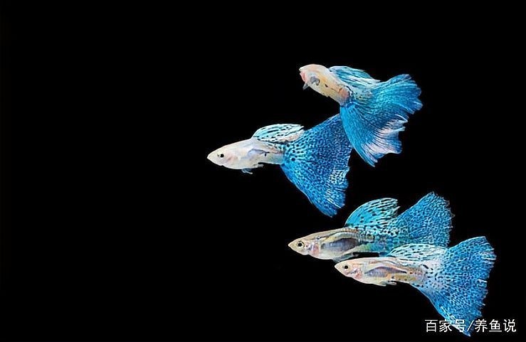 孔雀魚比賽有哪些常見品系？