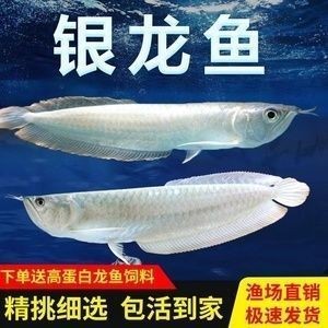 紅眼白子龍魚好養(yǎng)嗎怎么養(yǎng)：紅眼白子龍魚養(yǎng)殖指南