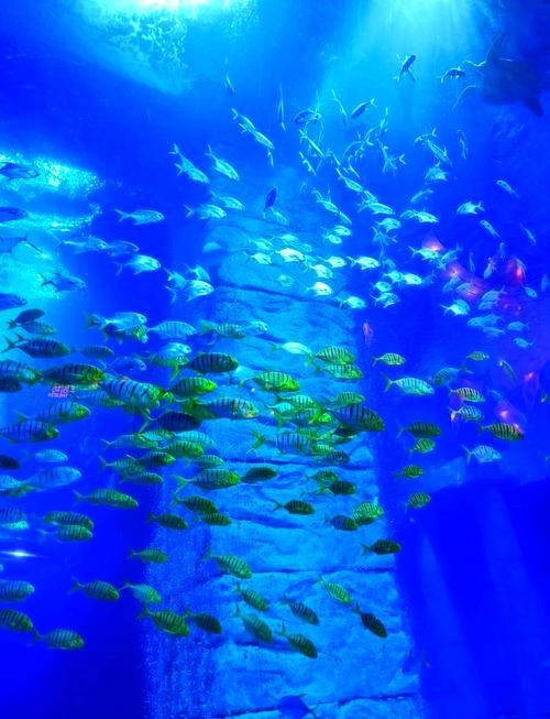 廣東水族展有哪些特色展區？