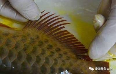 龍魚做掉眼手術血管剪破：\"龍魚掉眼手術的步驟和注意事項
