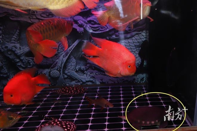 花鳥市場的歷史演變花鳥魚蟲市場的歷史演變花鳥市場：花鳥市場是一個怎樣的地方？