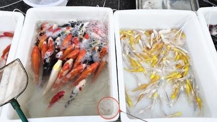 花鳥市場的歷史演變花鳥魚蟲市場的歷史演變花鳥市場：花鳥市場是一個怎樣的地方？