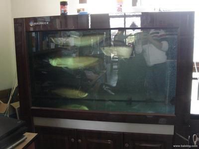 養龍魚的缸水不能太深是因為有幾個關鍵因素需要考慮：為什么養龍魚的缸水不能太深呢？