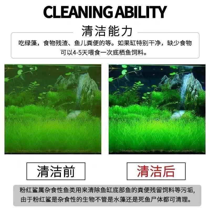 銀龍魚苗日常護理要點：銀龍魚苗的日常護理 銀龍魚苗日常護理要點：銀龍魚苗的日常護理 龍魚百科 第4張