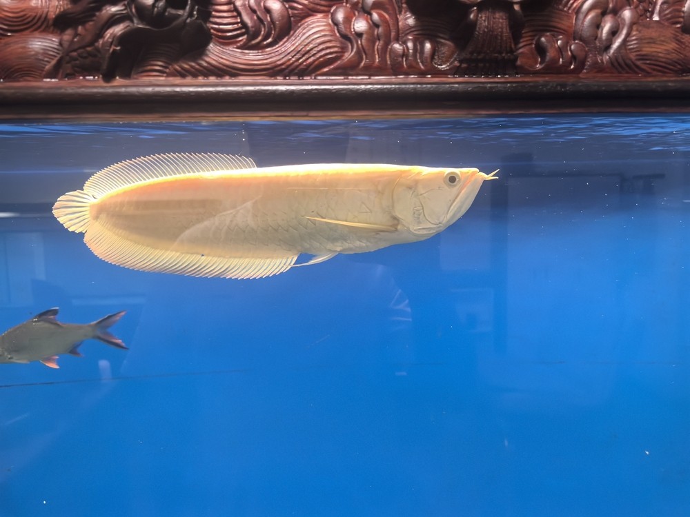 不兜不掉鯊魚嘴 不兜不掉鯊魚嘴 龍魚論壇 第1張