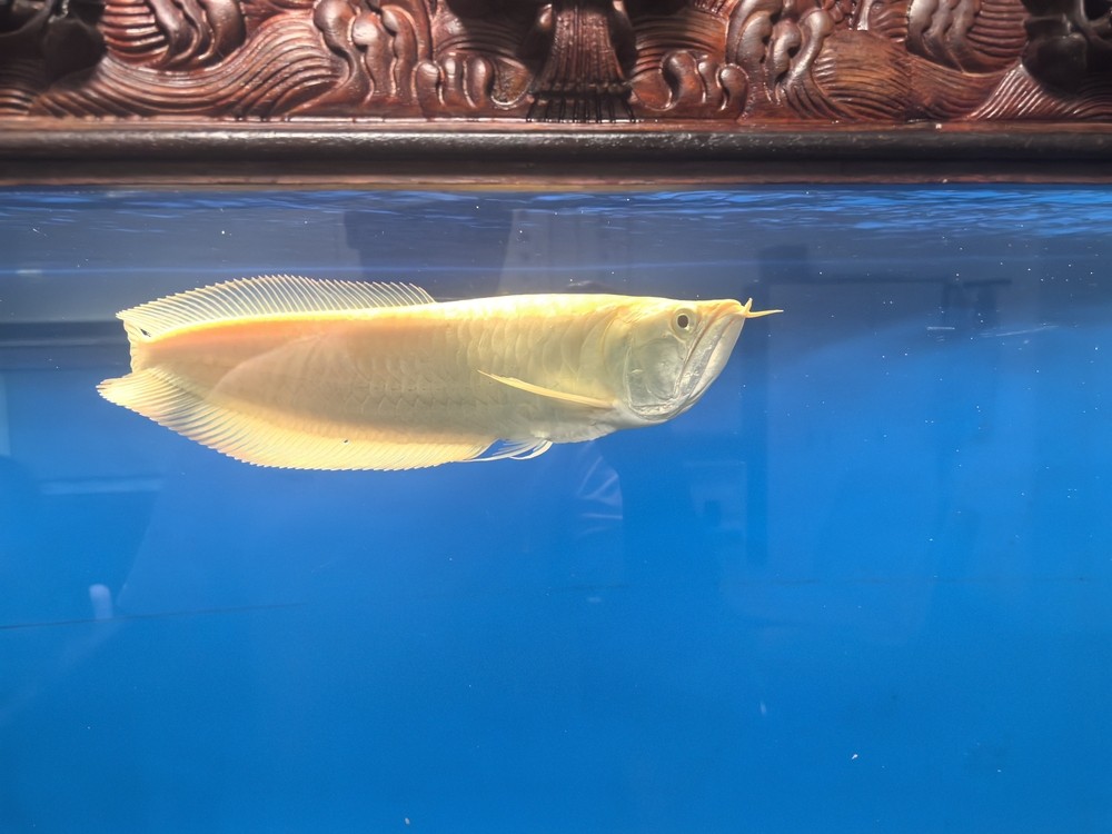 不兜不掉鯊魚嘴 不兜不掉鯊魚嘴 龍魚論壇 第2張