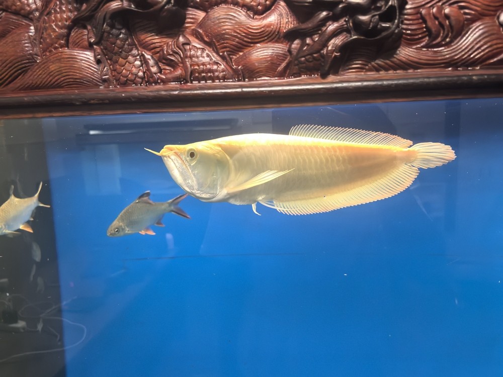 不兜不掉鯊魚嘴 不兜不掉鯊魚嘴 龍魚論壇 第3張