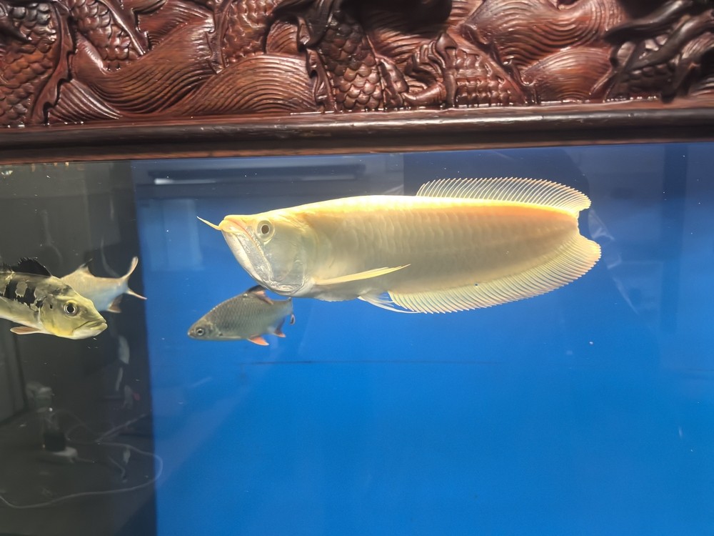 不兜不掉鯊魚嘴 不兜不掉鯊魚嘴 龍魚論壇 第4張