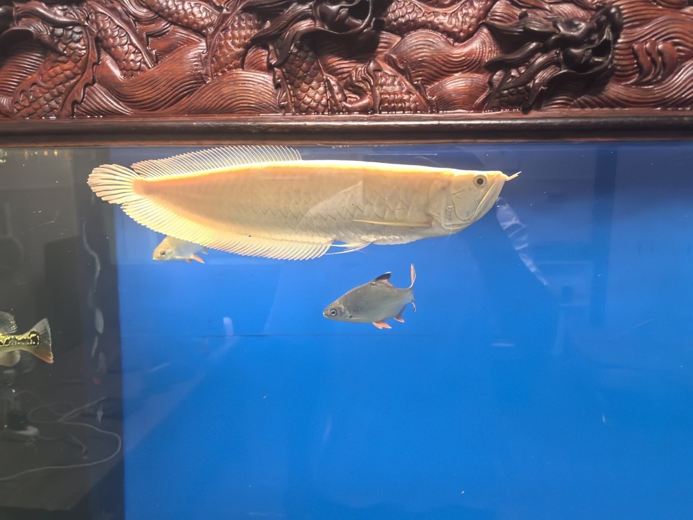 不兜不掉鯊魚嘴 不兜不掉鯊魚嘴 龍魚論壇 第5張