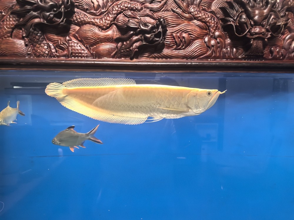 不兜不掉鯊魚嘴 不兜不掉鯊魚嘴 龍魚論壇 第6張