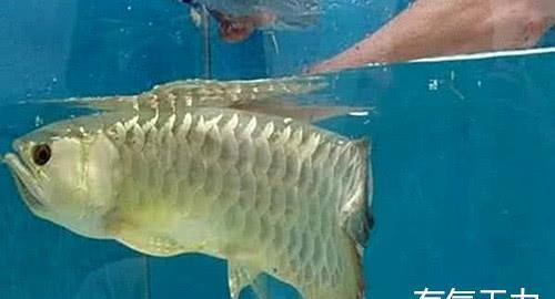 龍魚游不起來怎么辦，銀龍魚游不起來怎么辦，銀龍魚游不動怎么辦 龍魚游不起來怎么辦，銀龍魚游不起來怎么辦，銀龍魚游不動怎么辦 銀龍魚百科