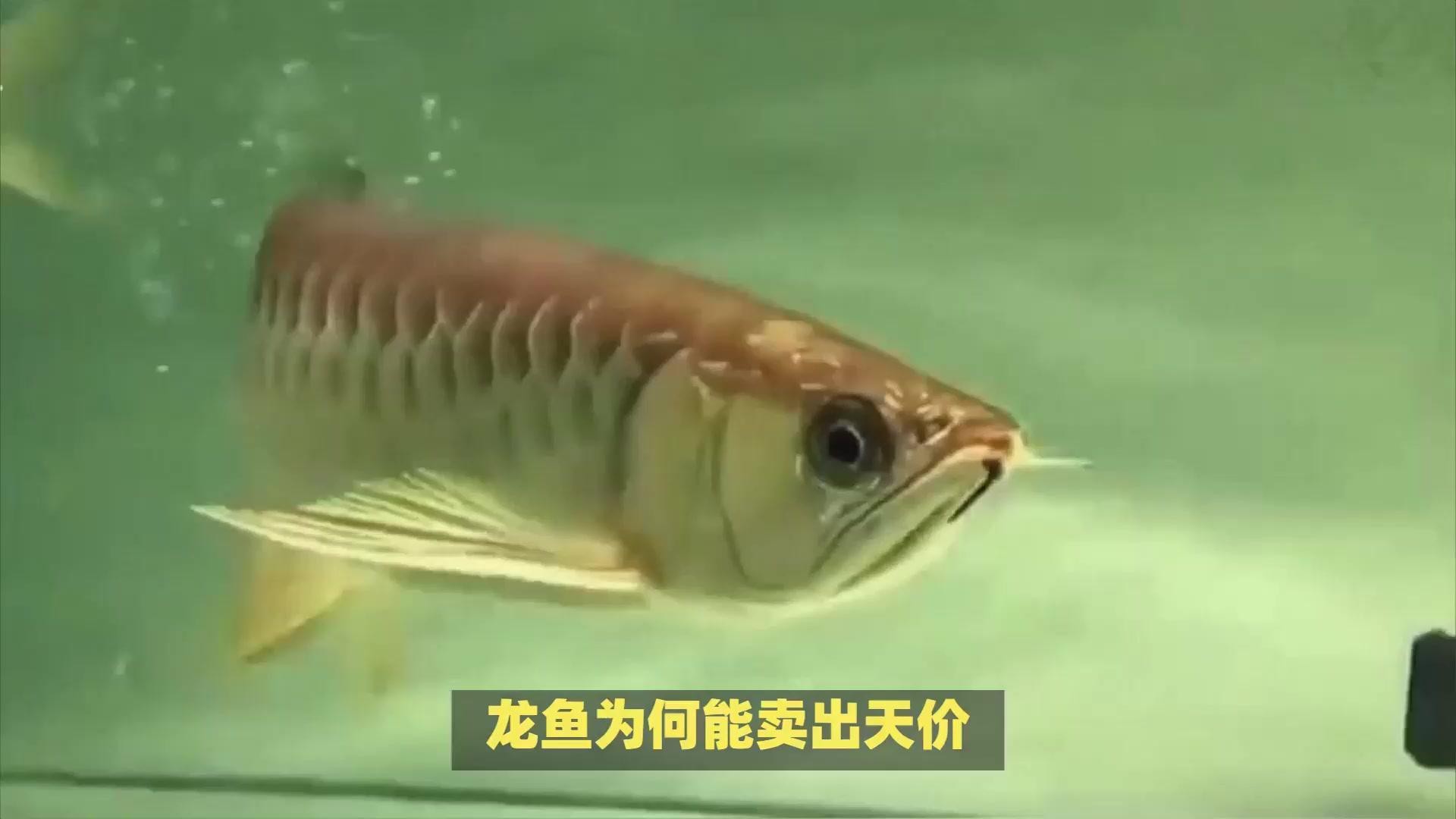 白金龍魚小的多少錢一條