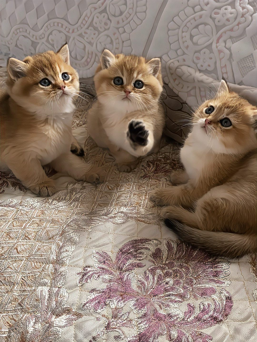 藍底和金底哪個更稀有？
