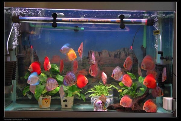 底濾魚缸怎樣鋪沙造景（底濾魚缸造景的注意事項(xiàng)）