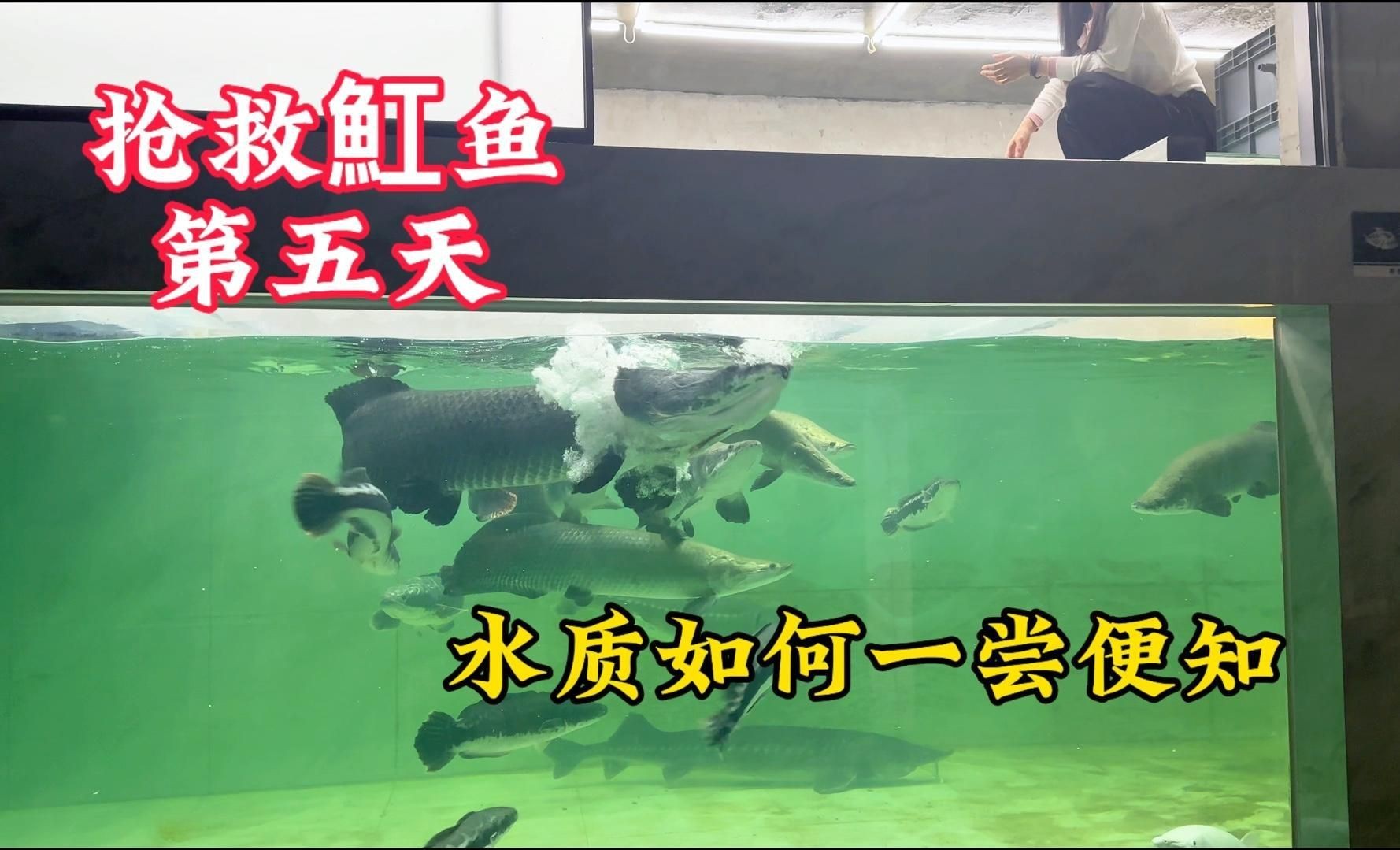 2019年死魚事件對比賽影響有多大？