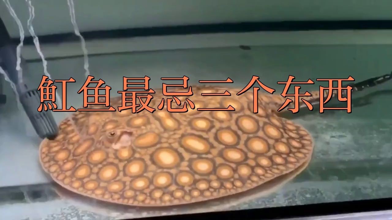 2019年死魚事件對比賽影響有多大？