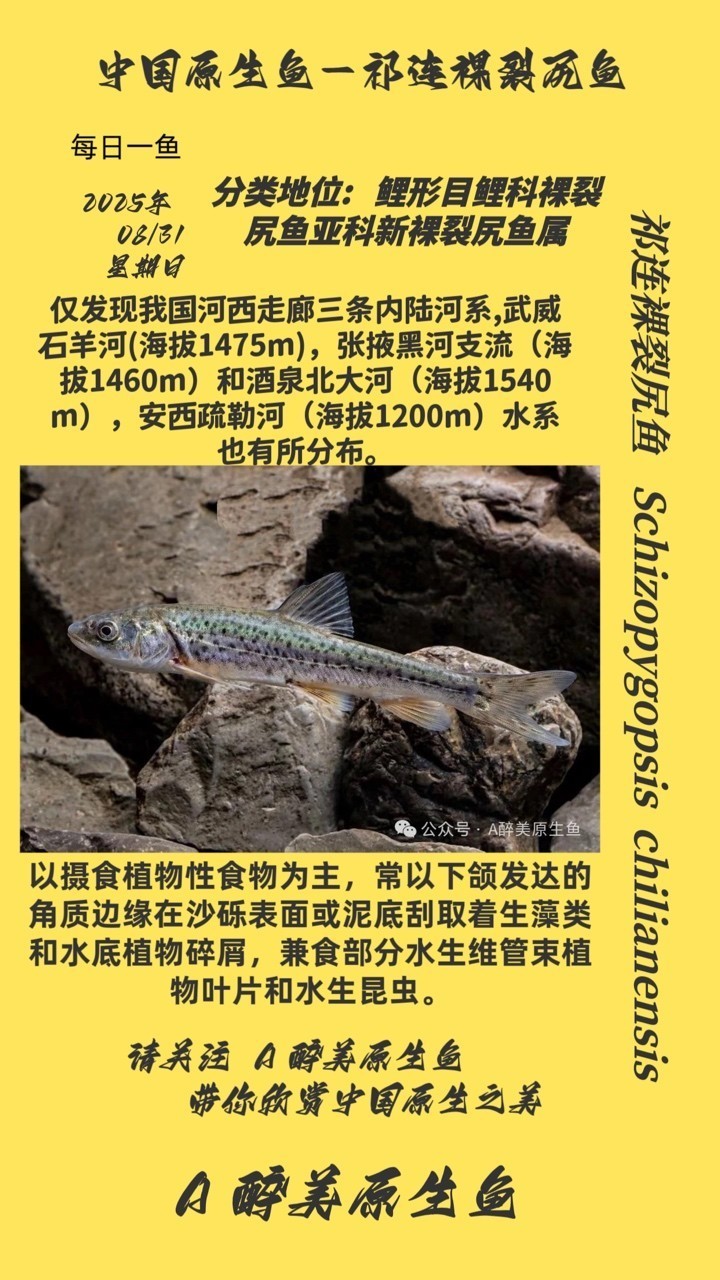 祁連裸裂尻魚 祁連裸裂尻魚 龍魚論壇