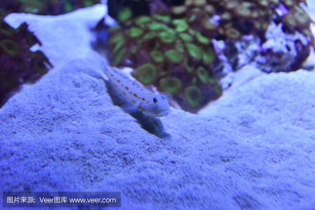 野生魚缸里放普通沙子好嗎：野生魚缸里放普通沙子合適嗎 野生魚缸里放普通沙子好嗎：野生魚缸里放普通沙子合適嗎 魚缸百科 第4張