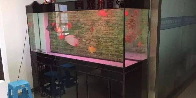 魚缸可以用多久，亞克力魚缸與玻璃魚缸比較魚缸擺放的最佳光照條件