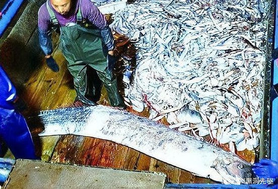龍王魚俗稱什么魚