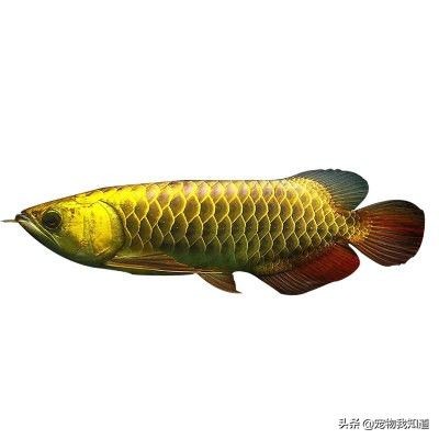 龍魚鑒定中心地址在哪里（南京龍魚鑒定中心）