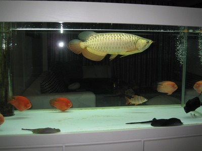 武漢市江岸區康琪生態水族器材廠（武漢市江岸區康琪生態水族器材廠地址）
