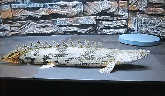 虎斑恐龍魚 虎斑恐龍魚 龍魚論壇 第9張