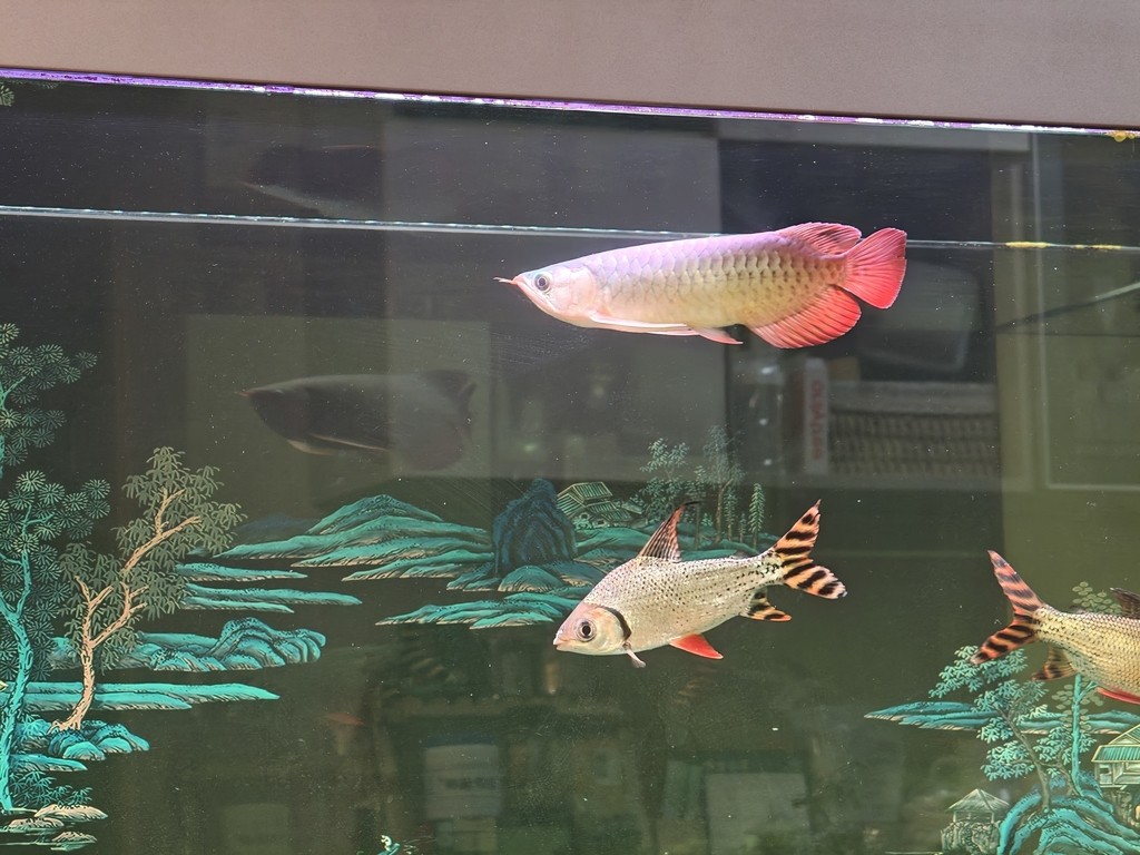 求大佬們幫忙看看這條小紅龍怎么樣 求大佬們幫忙看看這條小紅龍怎么樣 龍魚論壇 第1張