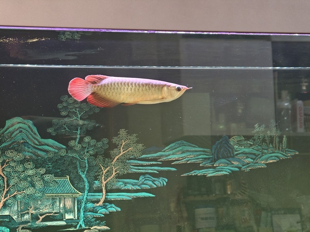 求大佬們幫忙看看這條小紅龍怎么樣 求大佬們幫忙看看這條小紅龍怎么樣 龍魚論壇 第2張