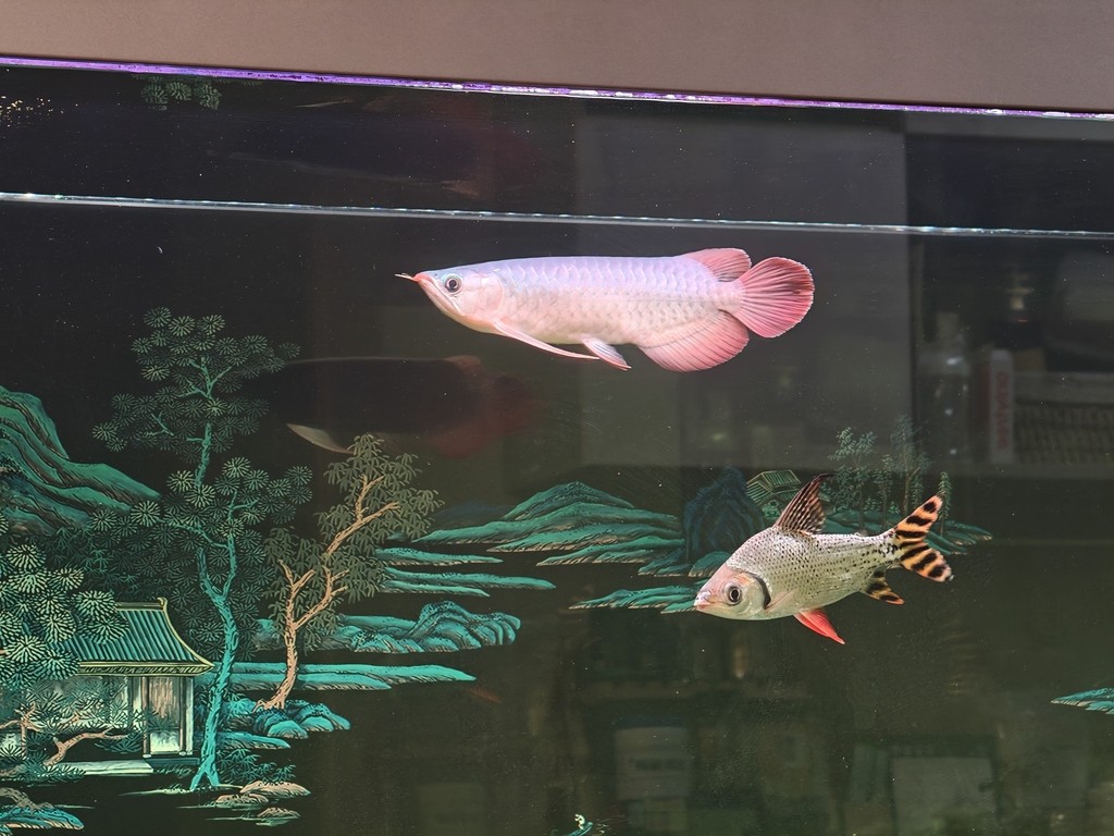 求大佬們幫忙看看這條小紅龍怎么樣 求大佬們幫忙看看這條小紅龍怎么樣 龍魚論壇 第3張