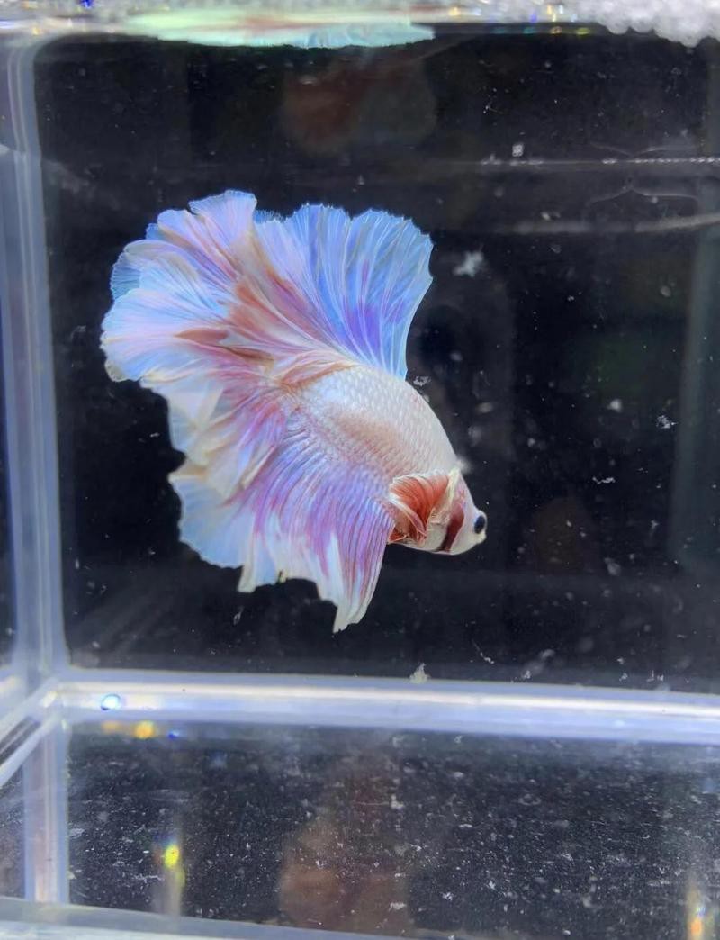 斗魚最不值錢的顏色是什么