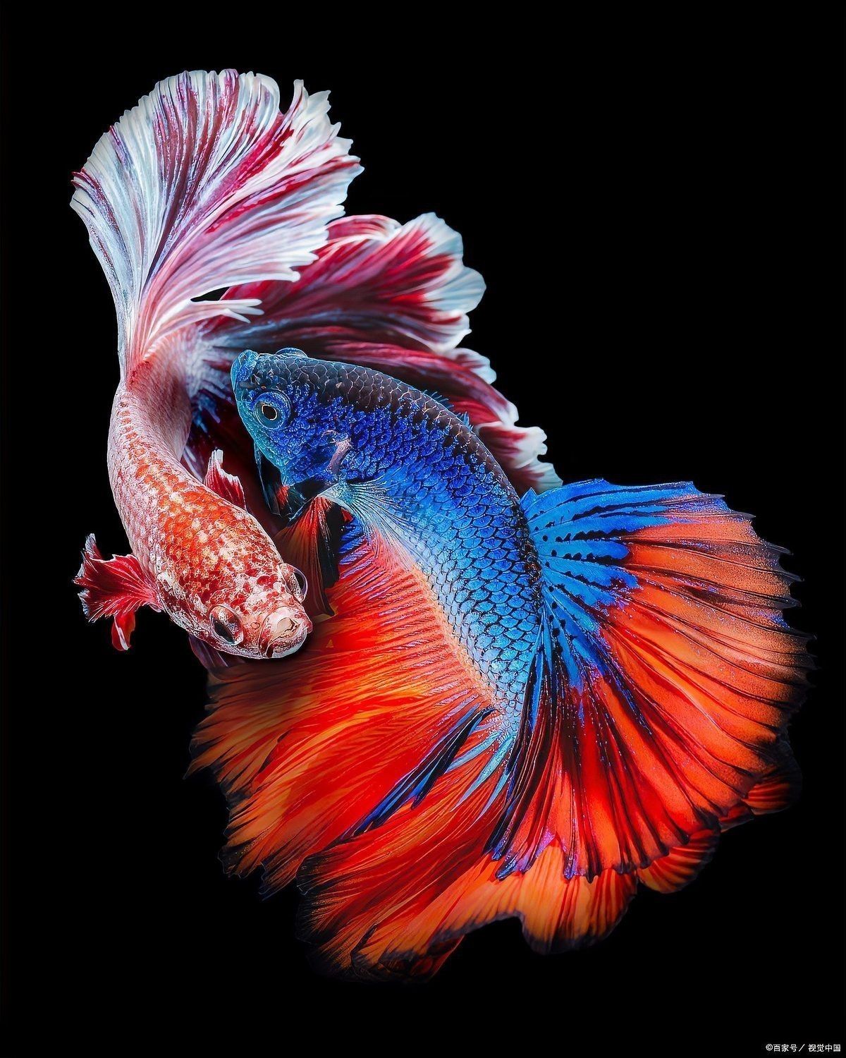 斗魚最不值錢的顏色是什么