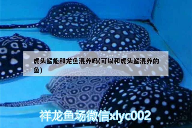 長城杯觀賞魚比賽都有什么環(huán)節(jié)