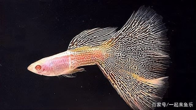 孔雀魚有哪些特殊品種？
