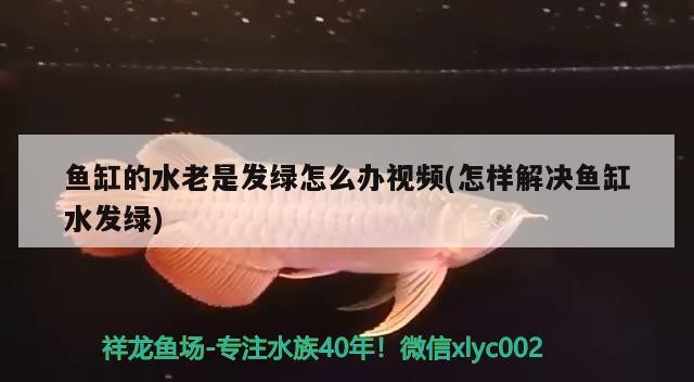 銀龍魚養了四年的銀龍魚被做成清蒸魚，其口味與普通魚有何不同？，養了四年的銀龍魚被做成清蒸魚，其口味與普通魚有何不同？