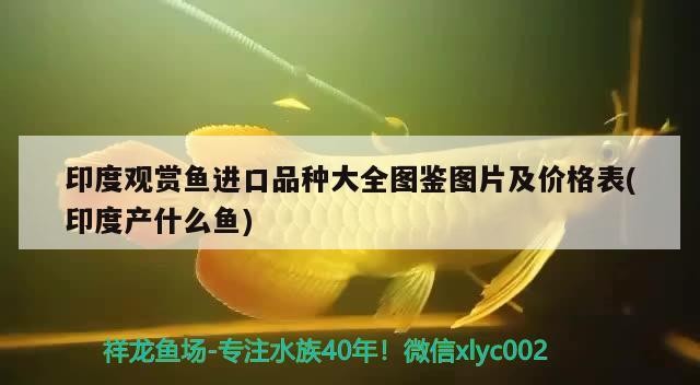 銀龍魚養了四年的銀龍魚被做成清蒸魚，其口味與普通魚有何不同？，養了四年的銀龍魚被做成清蒸魚，其口味與普通魚有何不同？
